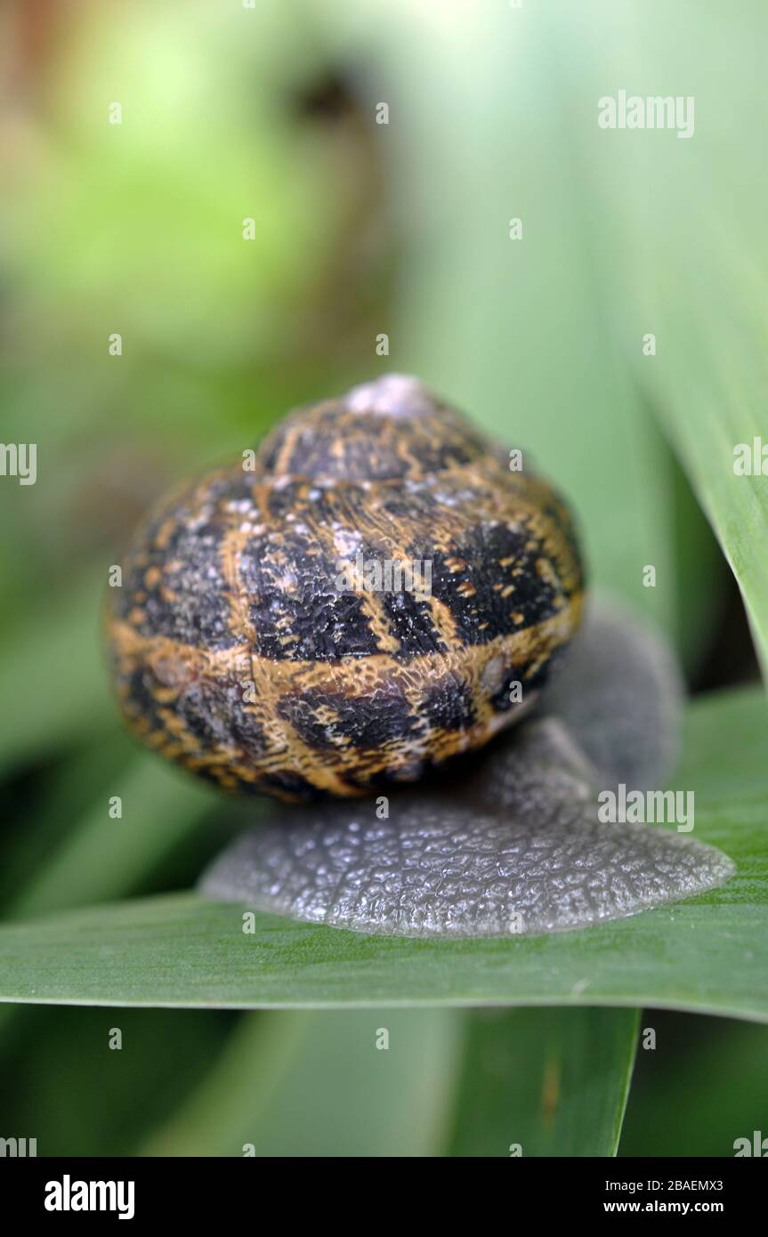 Snail crawling on a green leaf Stock Photo