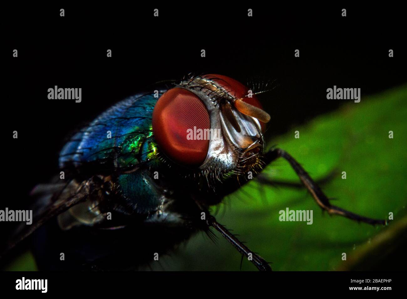 Macro shot a fly resting on the leaf Stock Photo - Alamy