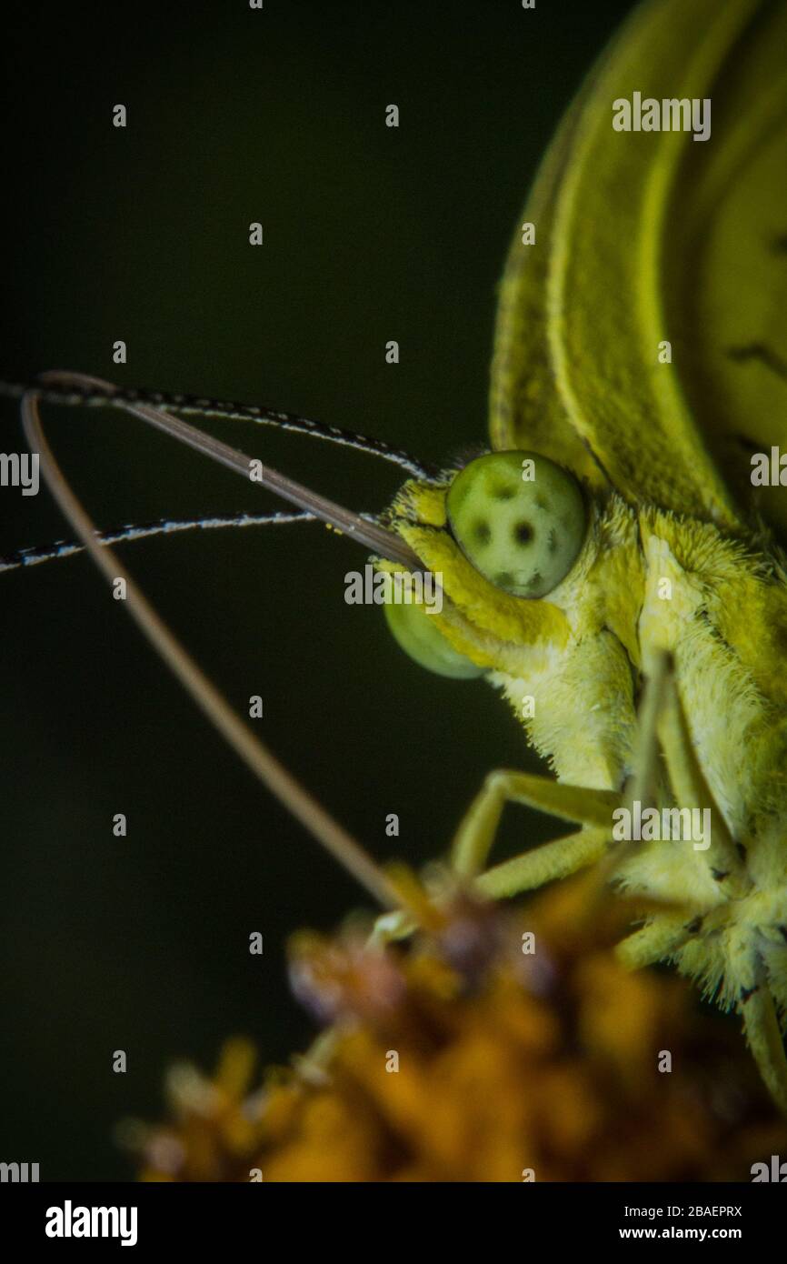 Closeup a beautiful yellow butterfly face on the flower help pollinate