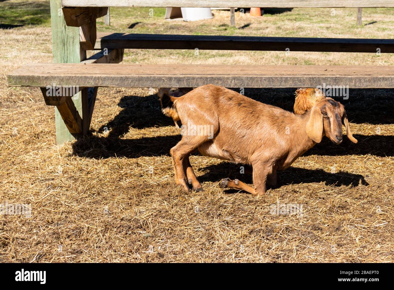 Goat laying down hires stock photography and images Alamy