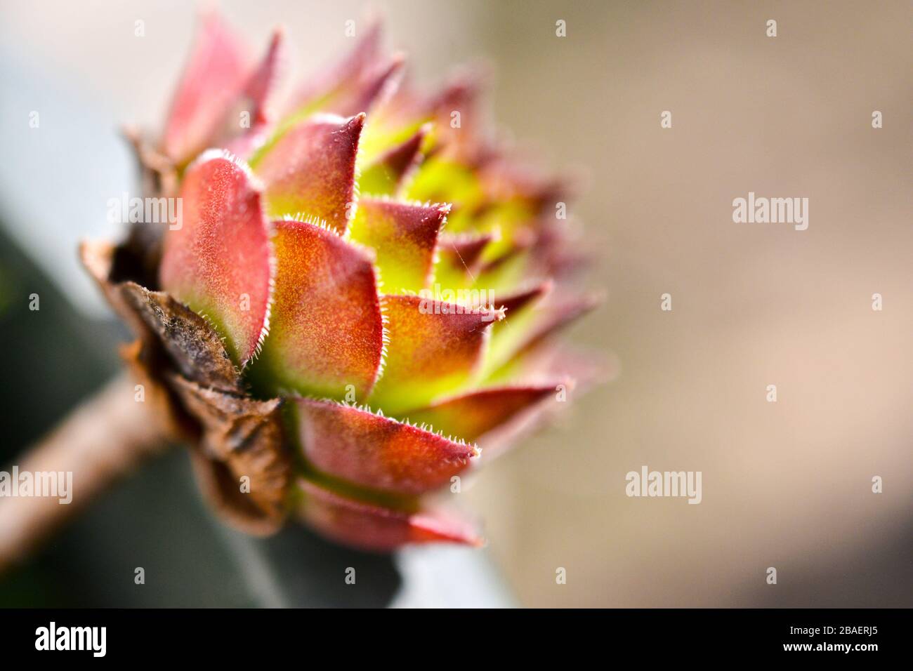 close up image of a houseleek,semprevivum. Stock Photo