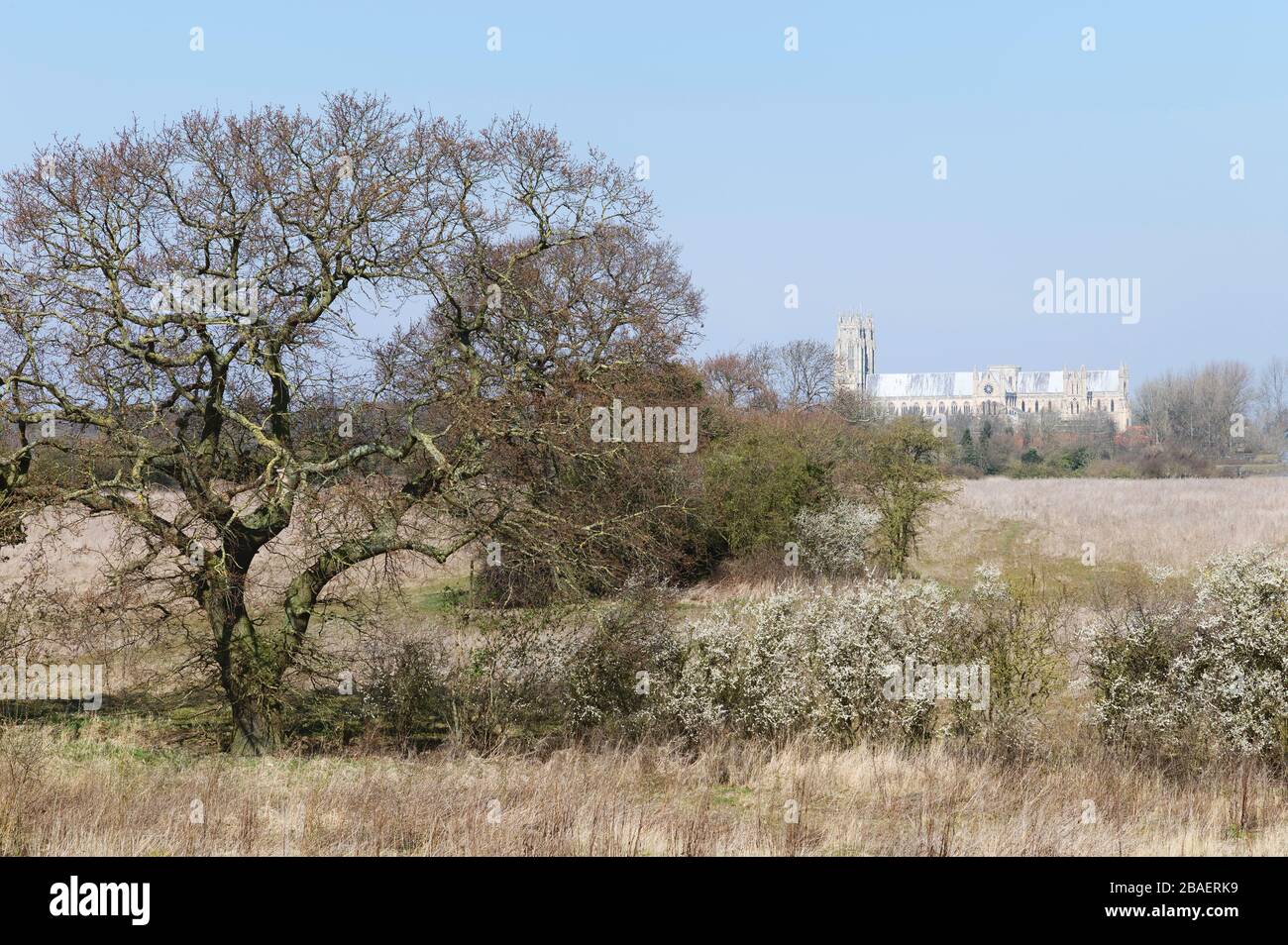 Fallow land with tall grasses with trees and fields with ancient minster on horizon on a bright, clear day in spring in Beverley, Yorkshire, UK. Stock Photo