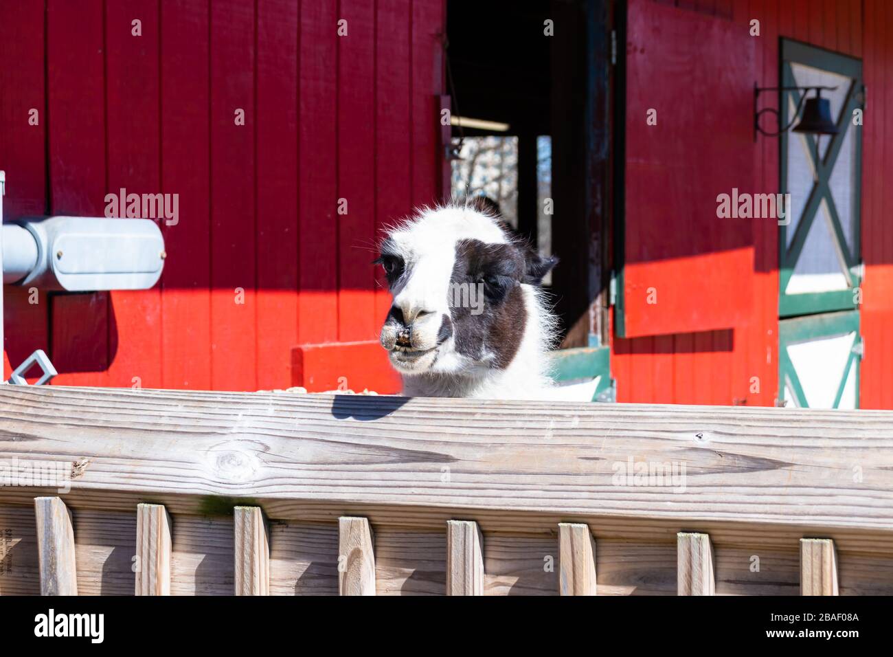 Hampton, Virginia/USA-March 1, 2020: The head of a black and white alpaca poking out from over the top of a wooden fence in Bluebird Gap Farm Park. Stock Photo