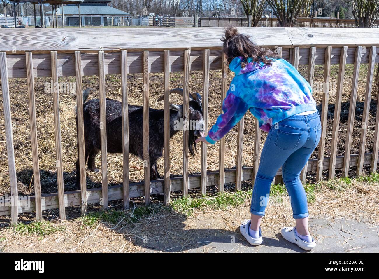 Hampton, VA/USAMarch 1, 2020 A young girl feeding horned goats in the petting zoo section of