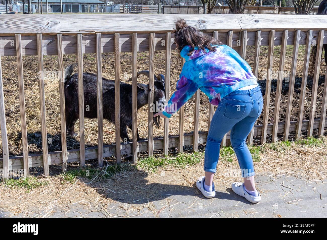 Hampton, VA/USAMarch 1, 2020 A young girl feeding horned goats in the petting zoo section of