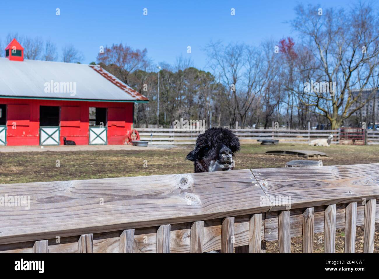 Hampton, Virginia/USA-March 1, 2020: The head of a black and white alpaca poking out from over the top of a wooden fence in Bluebird Gap Farm Park in Stock Photo