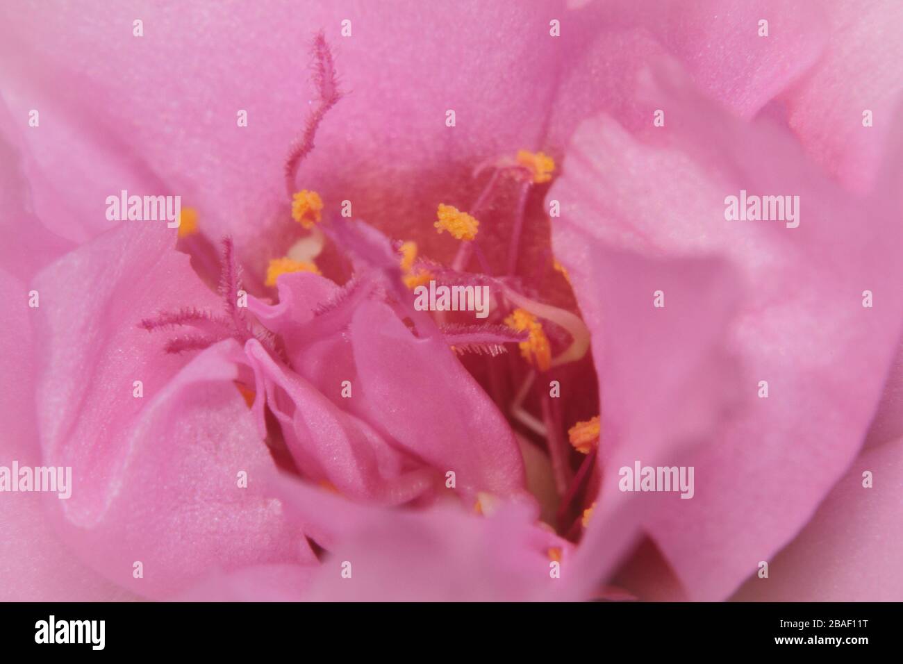 Macro shot pink flower close-up picture Stock Photo - Alamy