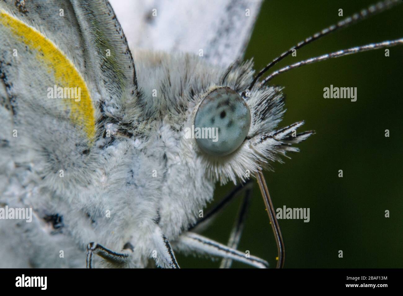Closeup a beautiful white butterfly face on the flower help pollinate