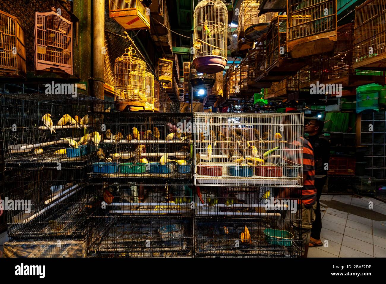 Indonesian People Looking At and Buying Birds At The Pramuka Bird Market, Jakarta, Indonesia