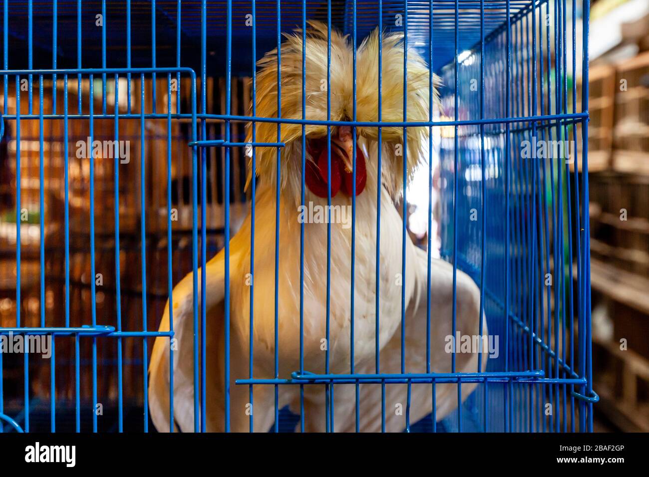 Pramuka bird market in jakarta hires stock photography and images Alamy