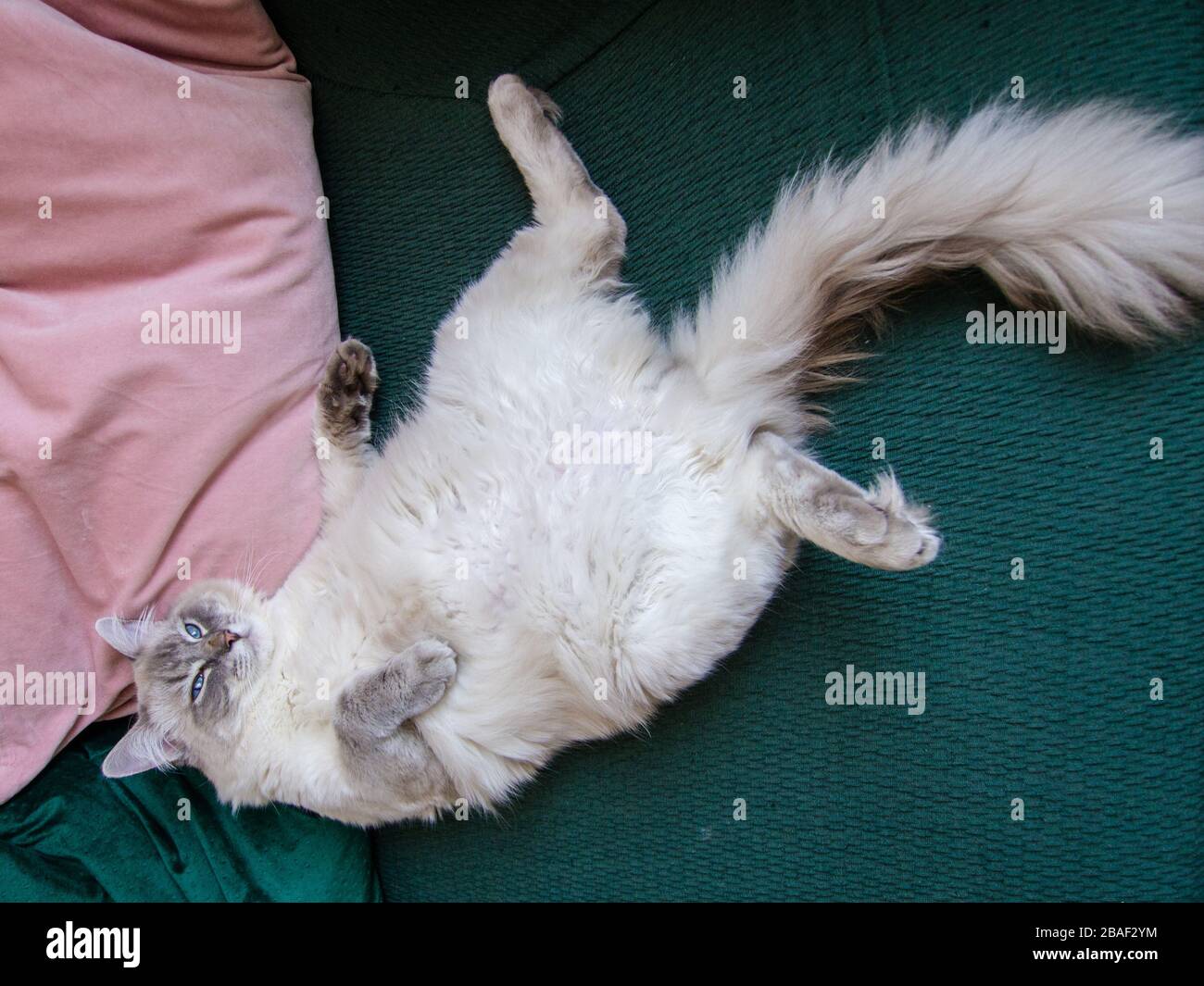 Lazy cat Stock Photo