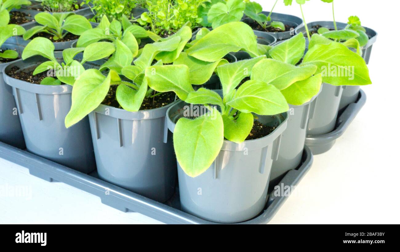 Young petunia seedlings in gray plastic pots closeup isolated on a