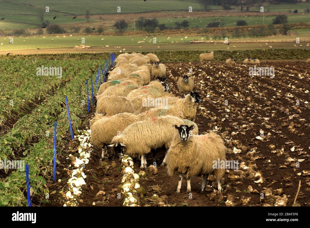 Field of stubble turnips hires stock photography and images Alamy