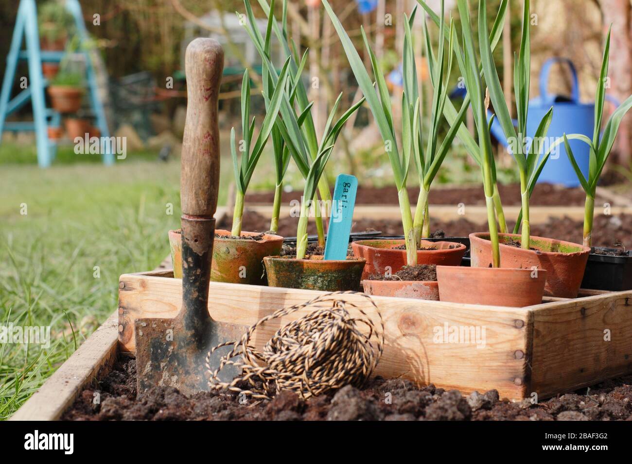 Allium sativum 'Lautrec Wight'. Planting out garlic plants into a