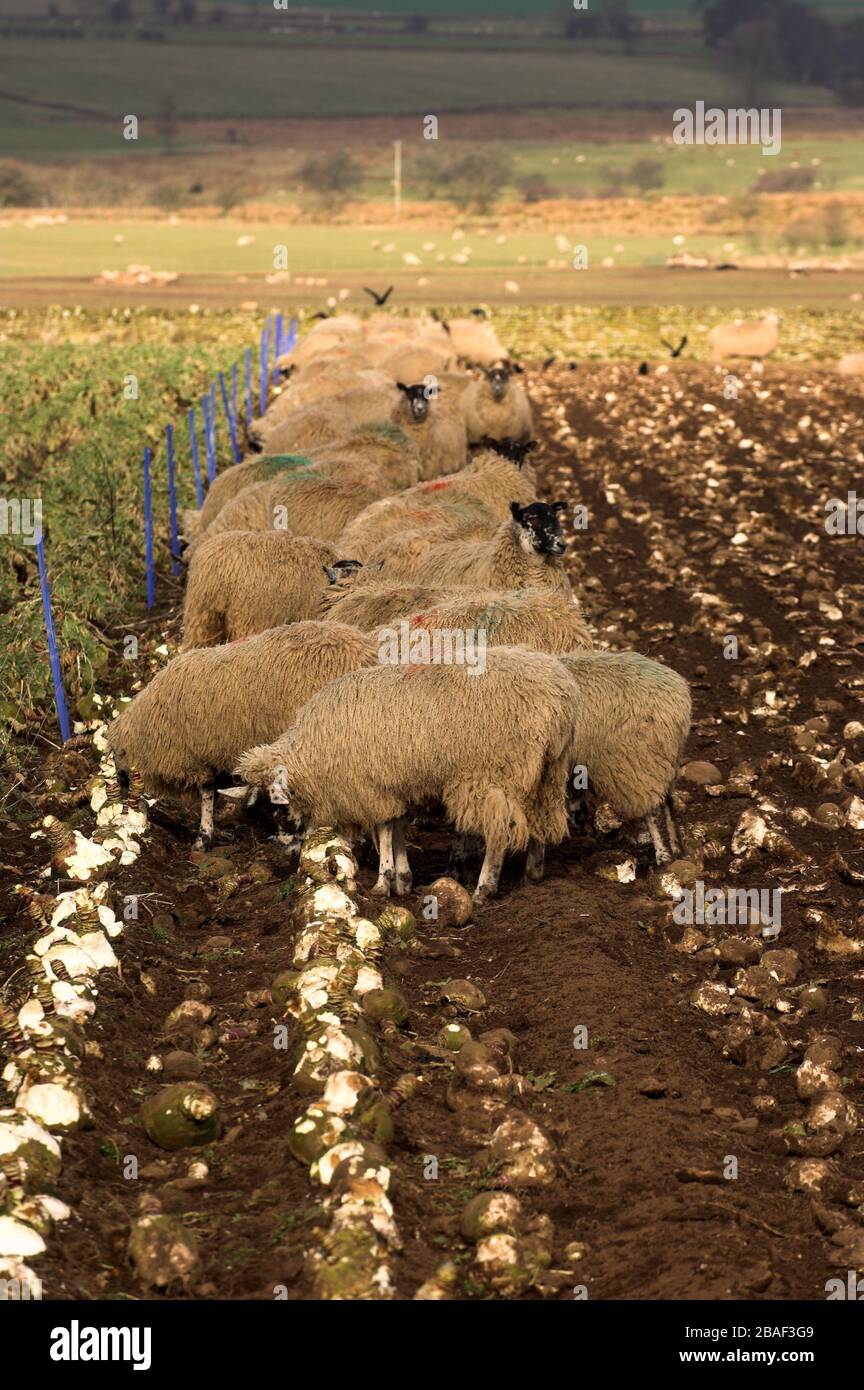 Sheep behind an electric fence eating turnips, Cumbria, UK Stock Photo