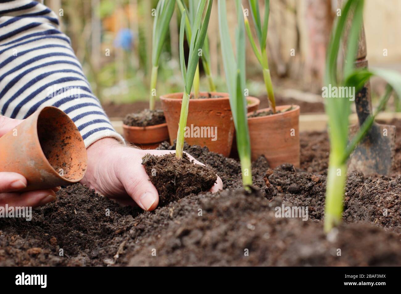 Planting garlic ridge hires stock photography and images Alamy