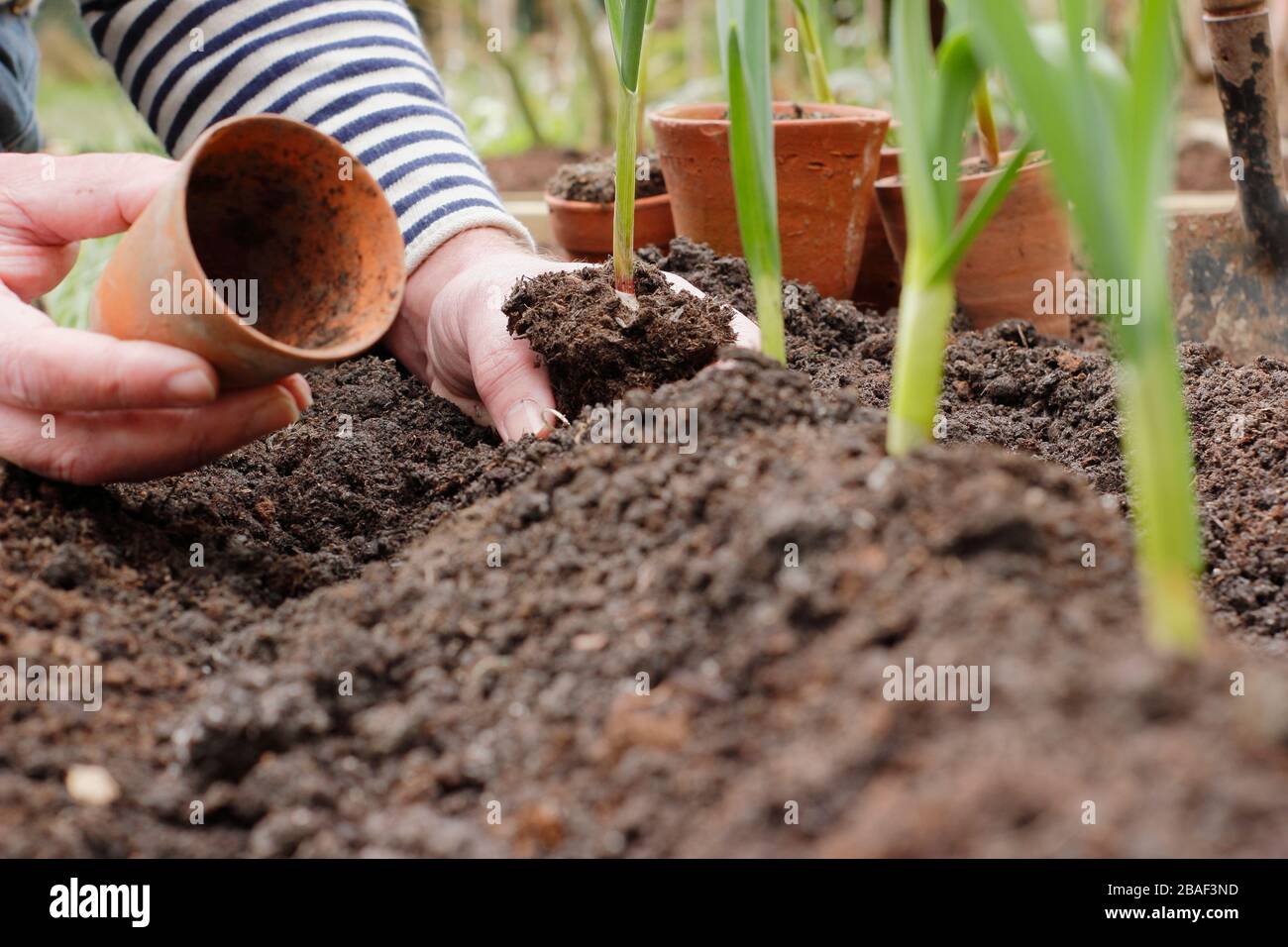 Allium sativum 'Lautrec Wight'.  Planting out young garlic plants on a ridge of soil to help aid drainage.UK Stock Photo