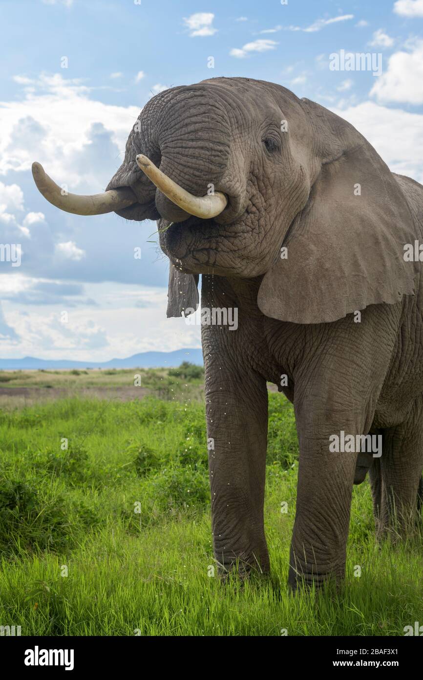 African elephant (Loxodonta africana) bull standing close by on savanna, drinking water, Amboseli national park, Kenya. Stock Photo