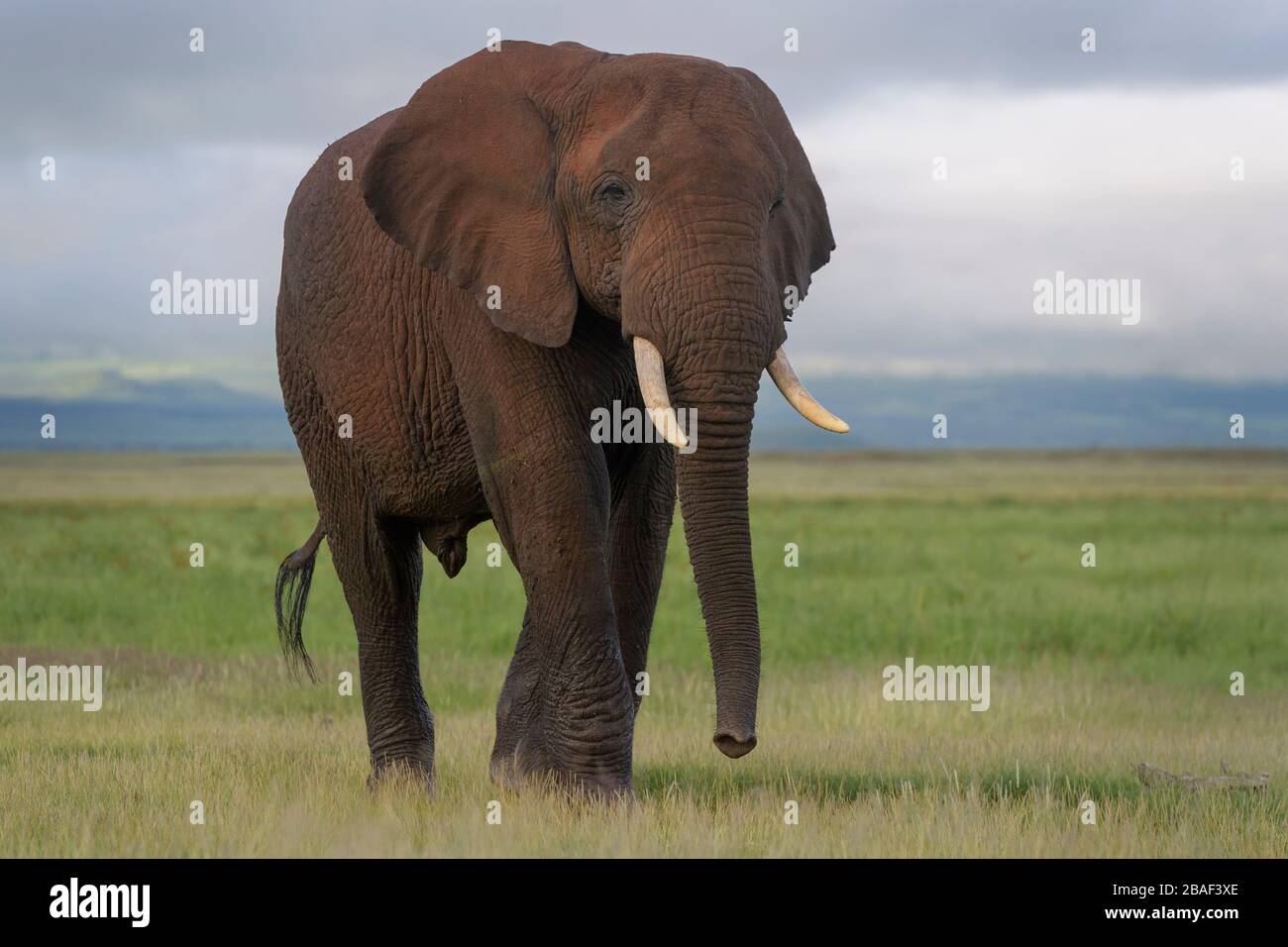Young African elephant (Loxodonta africana) bull, walking on savanna, looking at camera, Amboseli national park, Kenya. Stock Photo