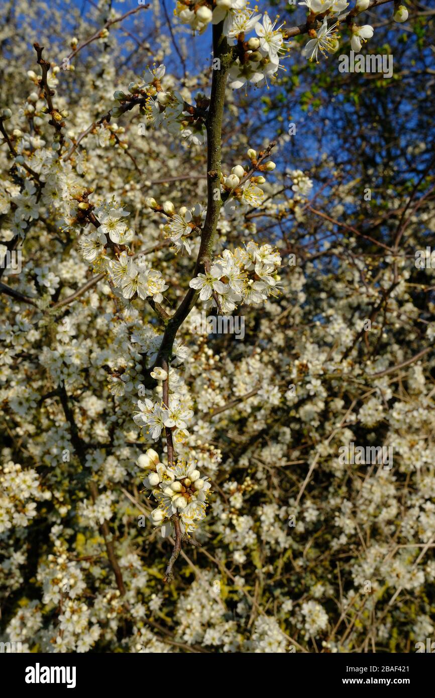 Black Thorn, Spring Flowering, Prunus spinosa, Common Hedgerow Tree, Deciduous, Fruit called Sloes, White Flower, Yellow Lichen, Dicolyte Stock Photo