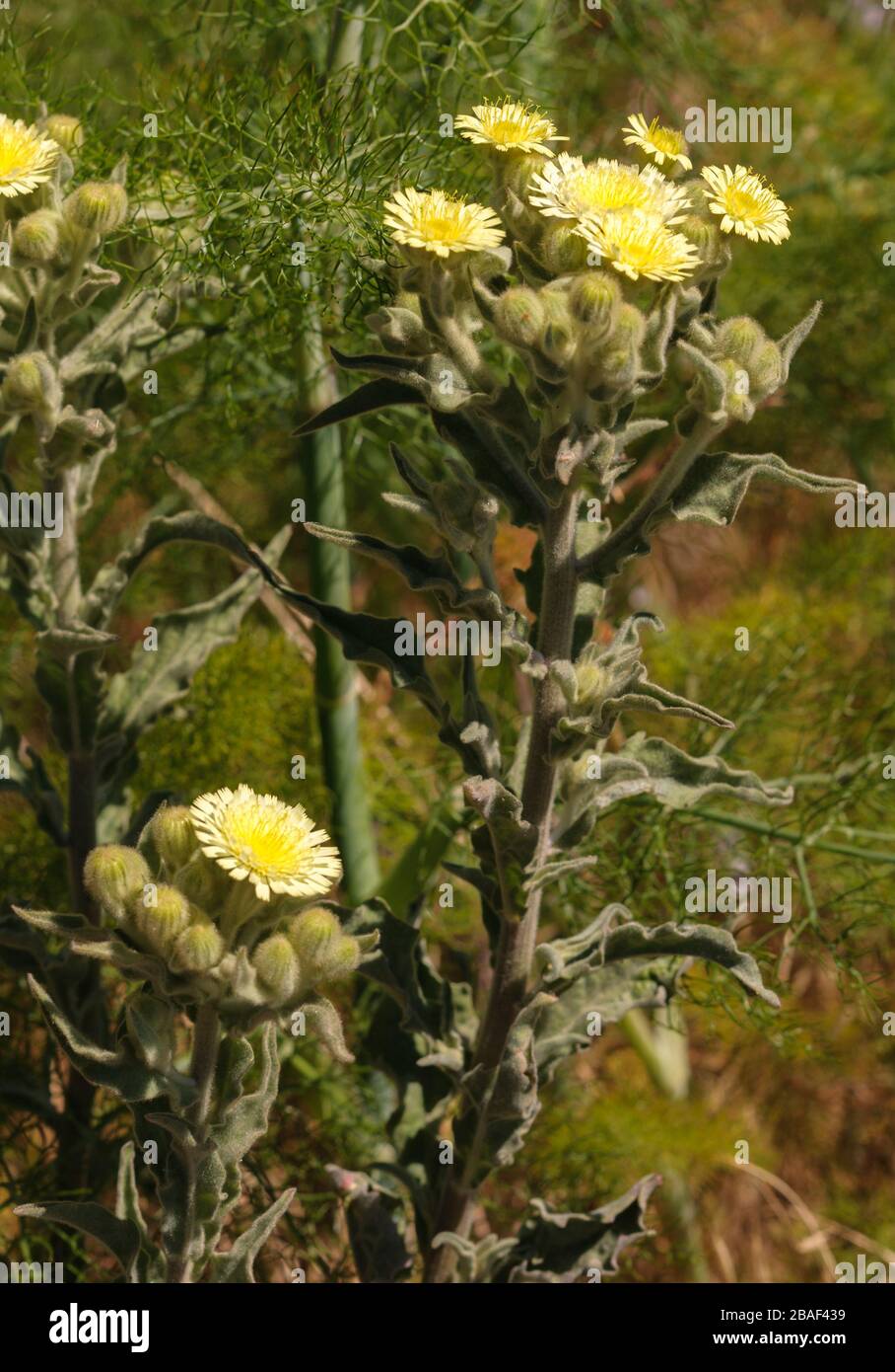 Andryala integrifolia Stock Photo