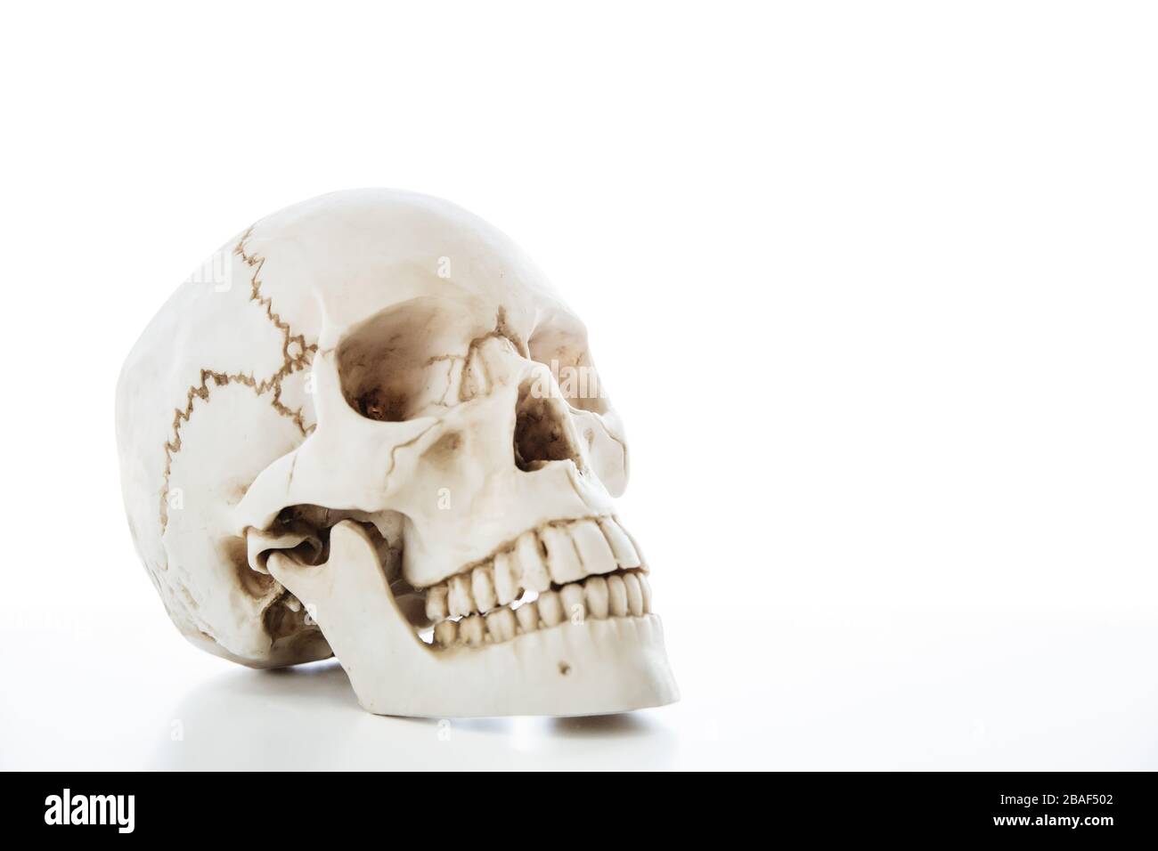 Human Skull Skeleton for medical anatomy education isolation on white background with clipping path. Stock Photo