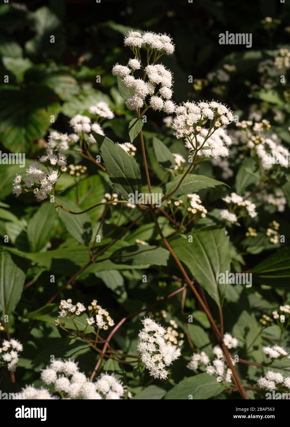 Ageratina riparia, Neophyt on the Canary Islands from Central-America Stock Photo