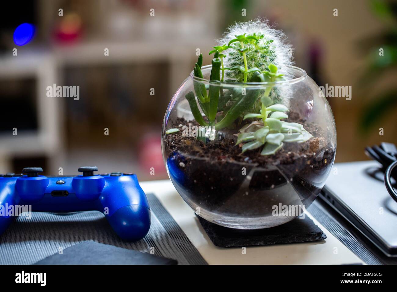An open terrarium with several different succulents growing inside sat on a coffee table in a well lit modern apartment. Stock Photo