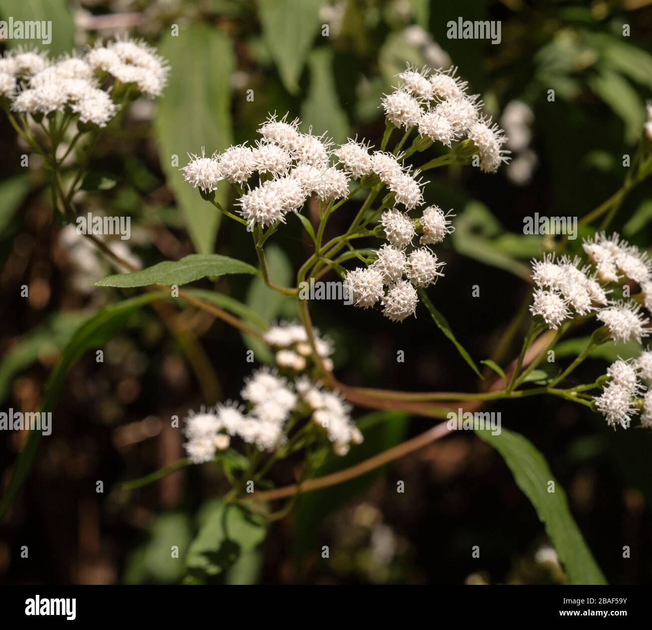 Ageratina riparia, Neophyt on the Canary Islands from Central-America Stock Photo