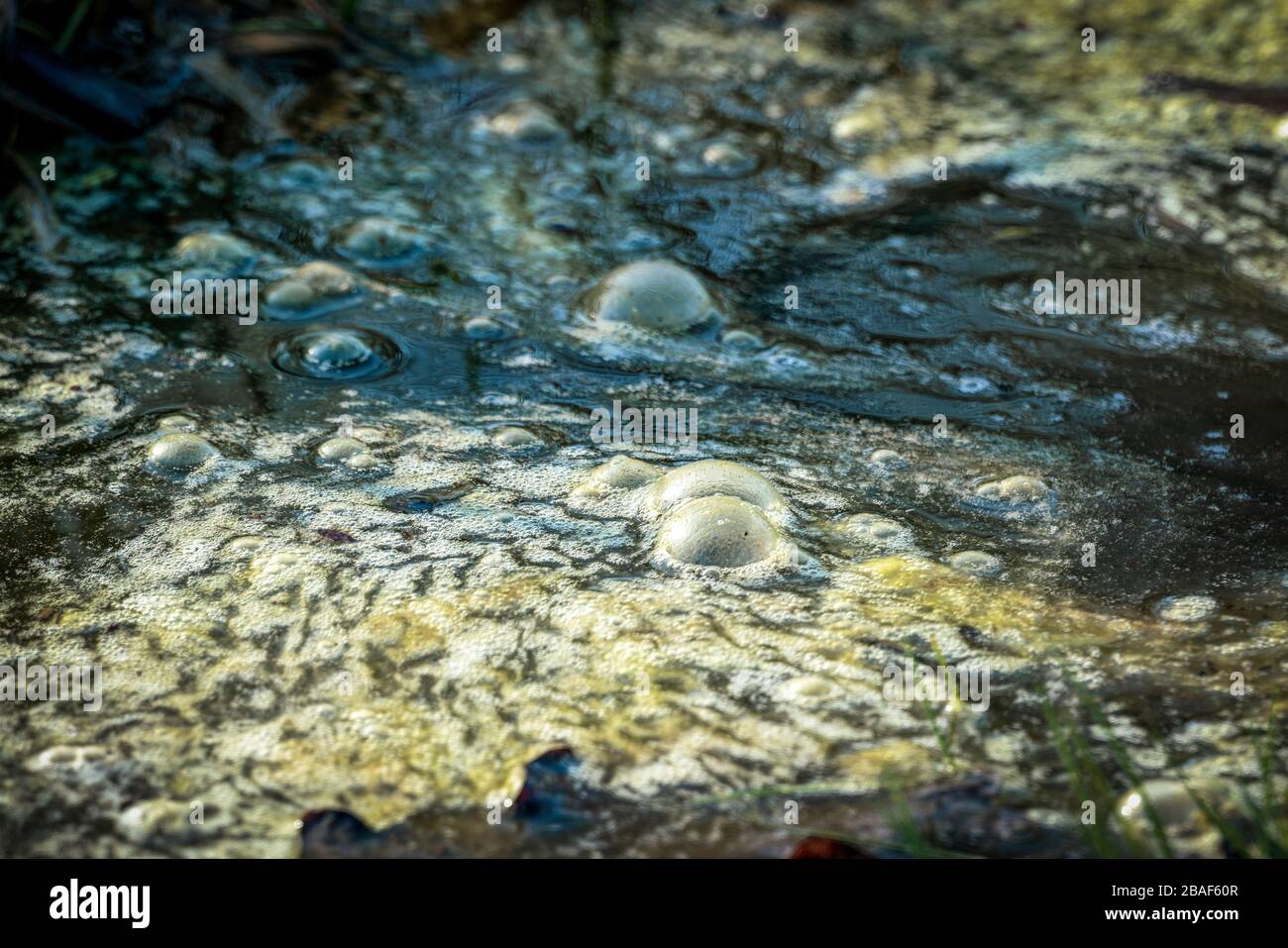 Golden bubbles of sludge gas on the watersurface of a swamp Stock Photo