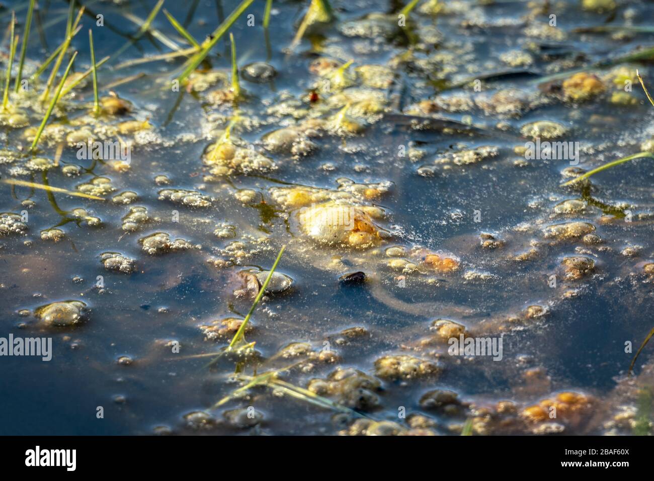 Golden bubbles of sludge gas on the watersurface of a swamp Stock Photo