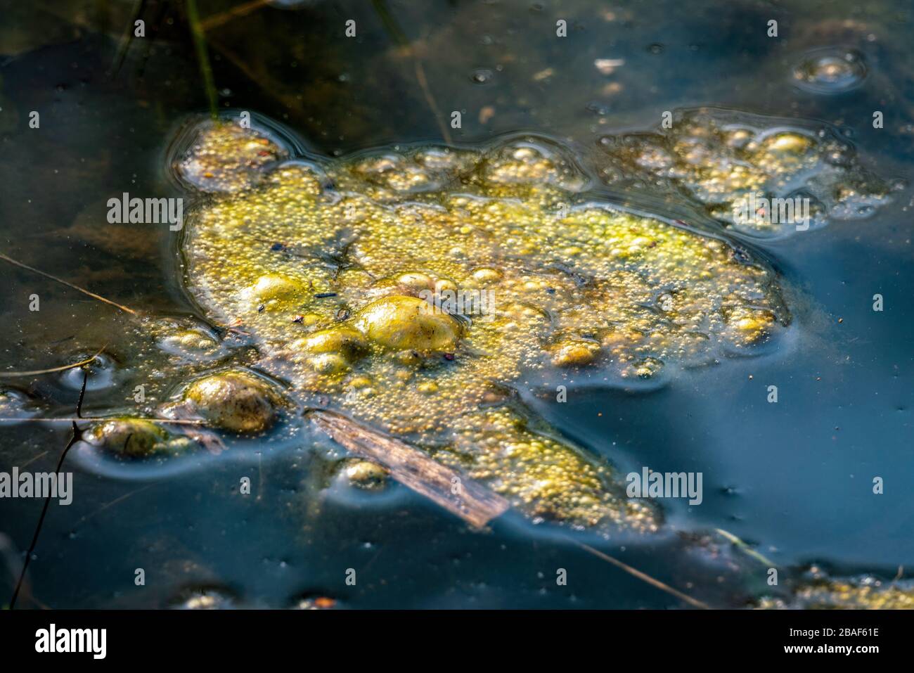 Golden bubbles of sludge gas on the watersurface of a swamp Stock Photo