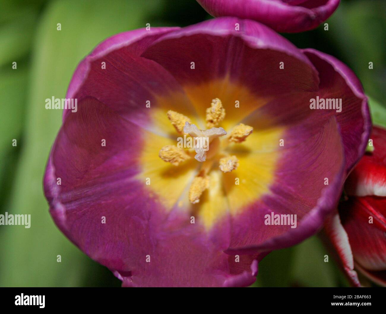 A close up of a purple tulip flower showing yellow pollen and stigma. Stock Photo