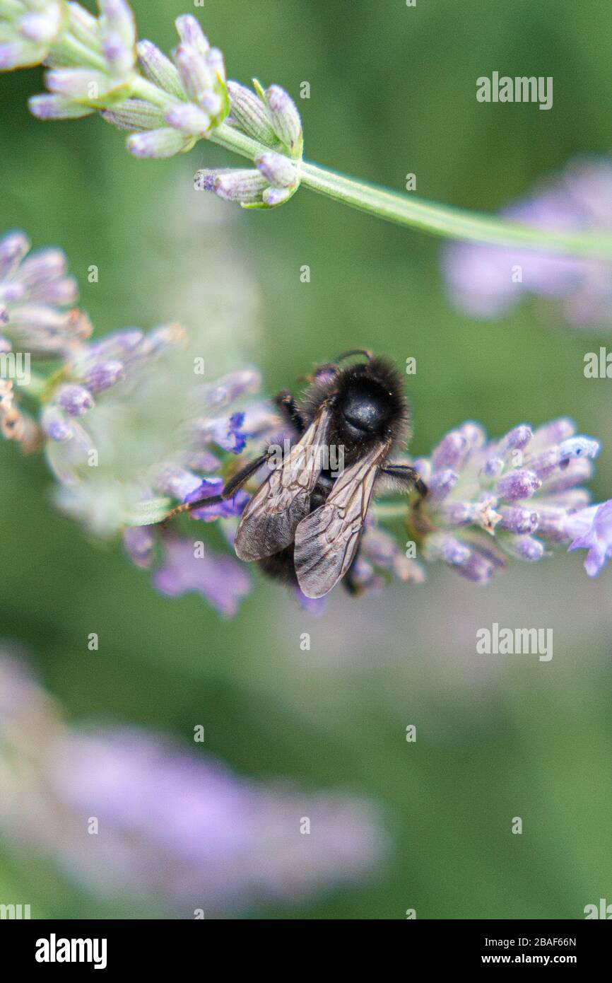 A close up of a Ruderal Bumblebee all black species pollinating on a Lavender flower Stock Photo