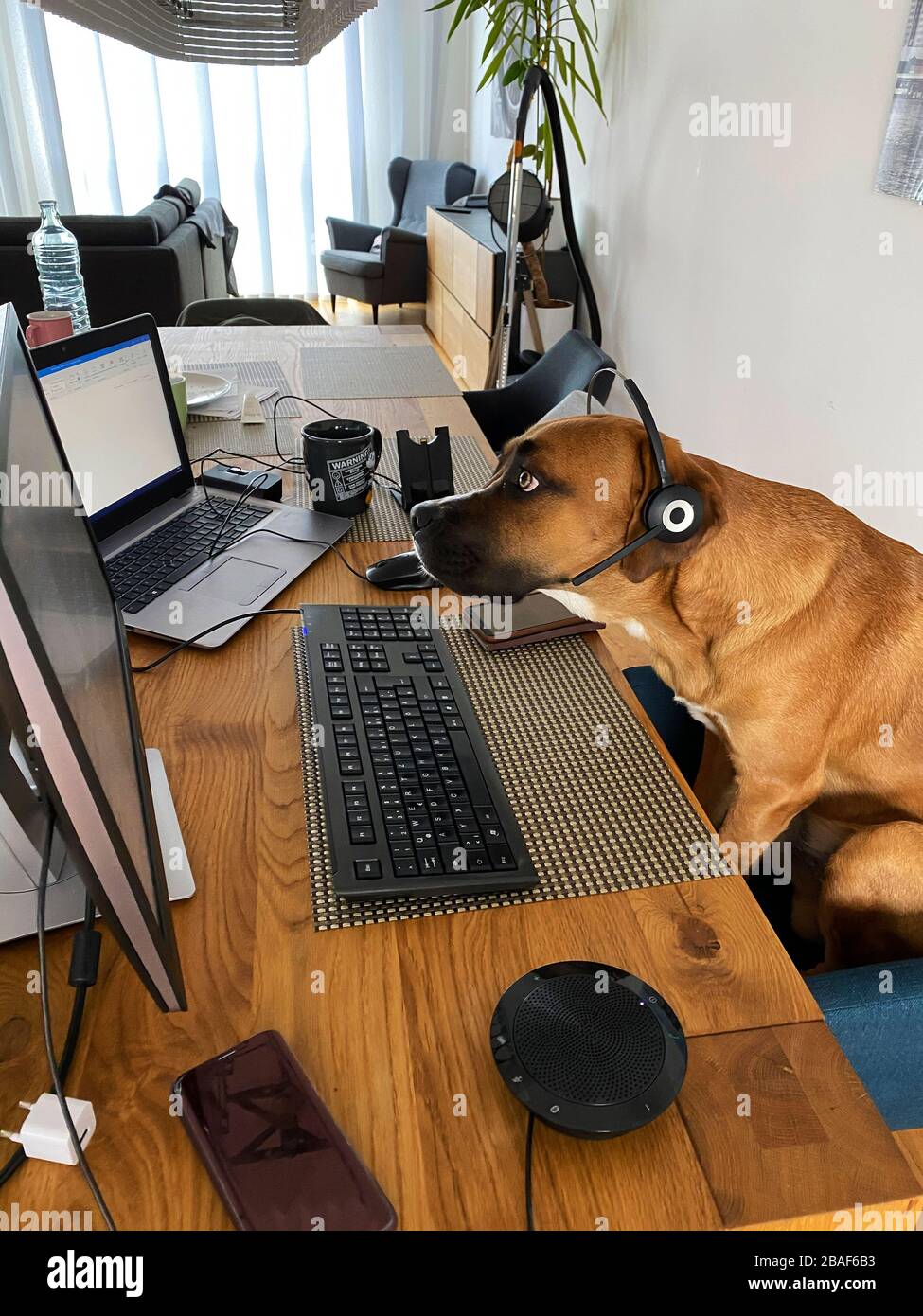 Dog with headphone watching pc screen - a funny kind of home office working Stock Photo - Alamy Dog with headphone watching pc screen - a funny kind of home office working Stock Photo - Alamy