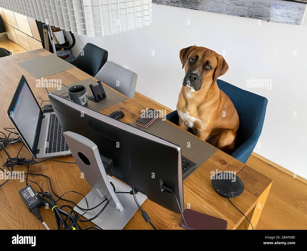 Dog watching pc screen - a funny kind of home office working Stock Photo -  Alamy