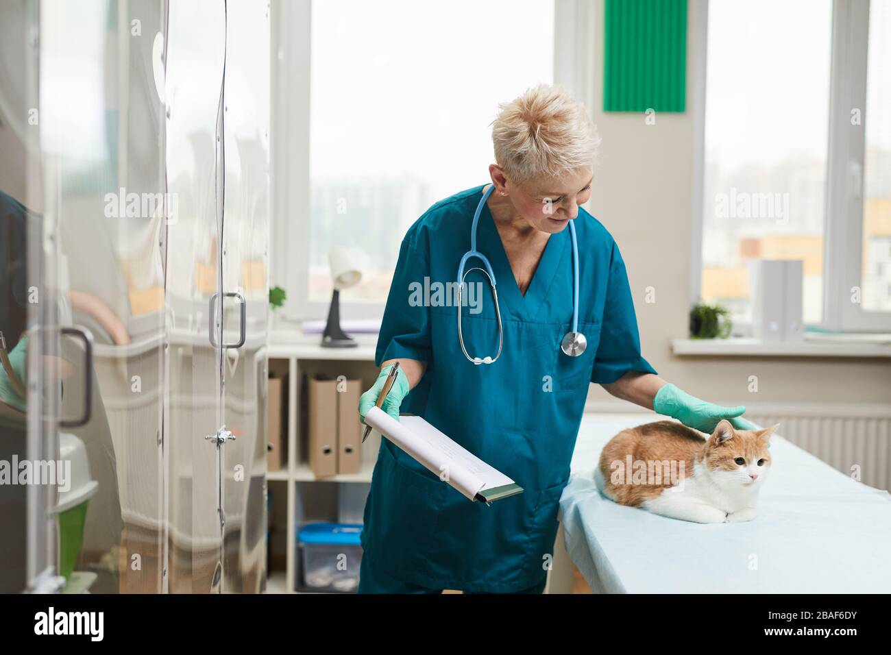 Mature nurse in uniform with medical card examining the cat in vet clinic Stock Photo