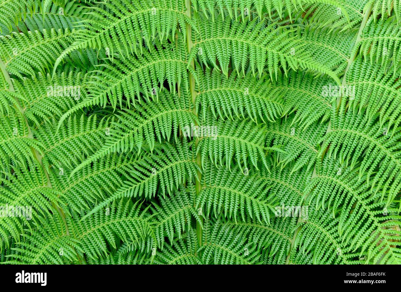 Leaves in detail hi-res stock photography and images - Alamy