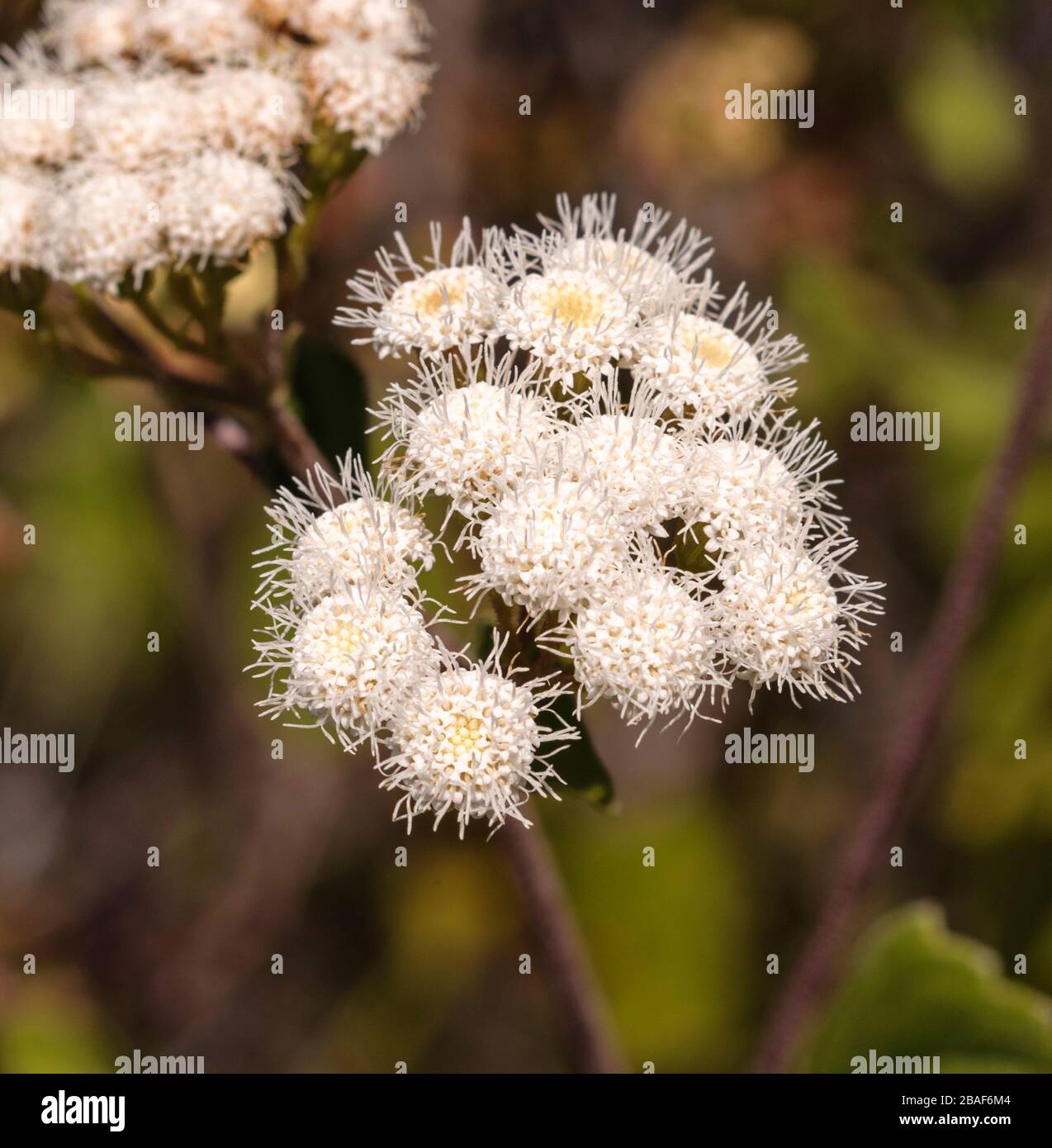 Ageratina adenophora, Neophyt on the Canary Islands, originally from Mexico Stock Photo