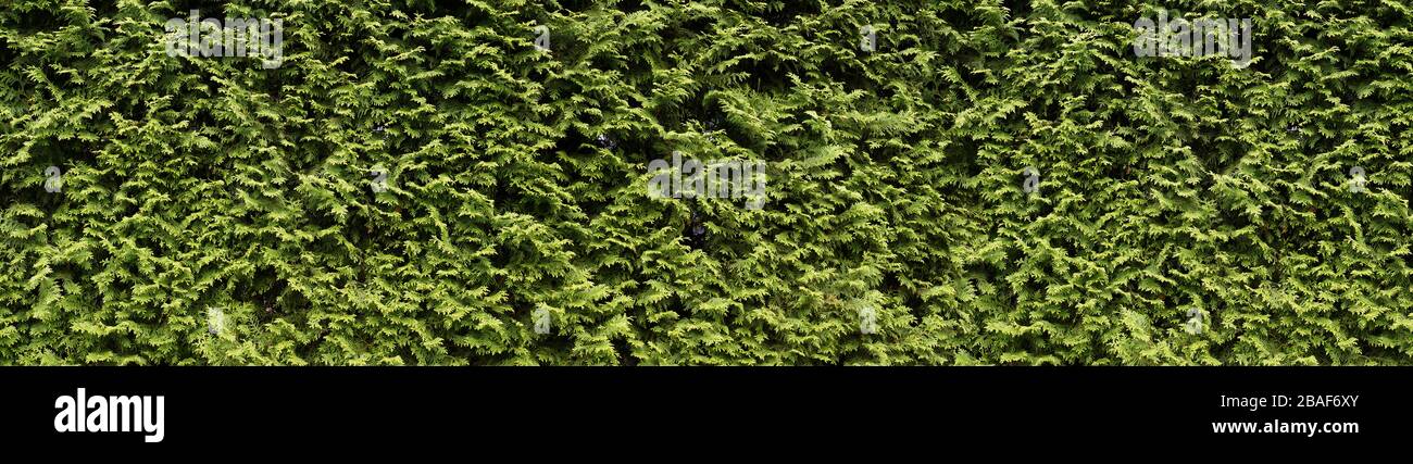 A wall of green, hedge with thuja. Thuja Occidentalis Brabant an excellent plant for hedges. Stock Photo