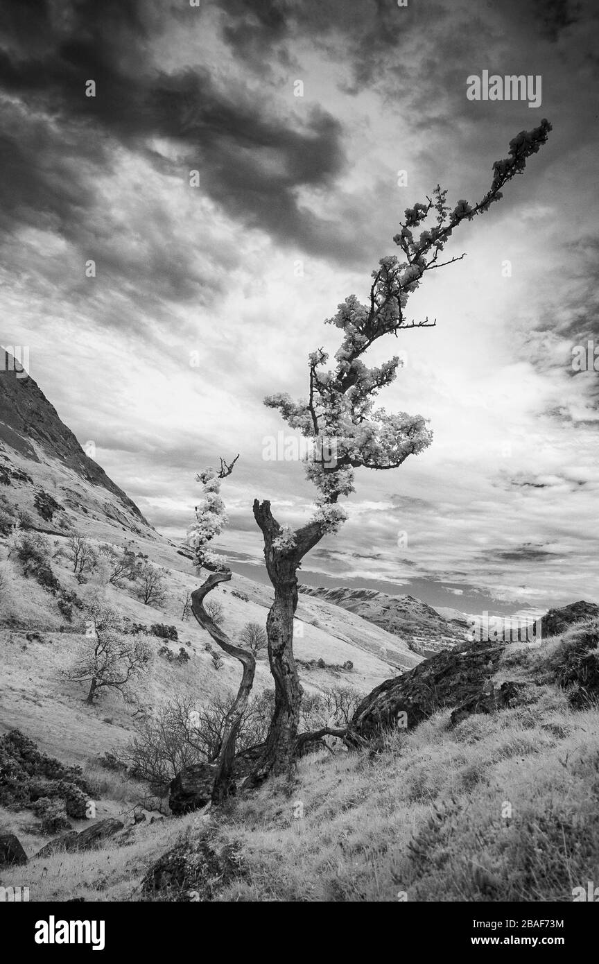 lone tree in infrared - Lake District Portrait format) Stock Photo