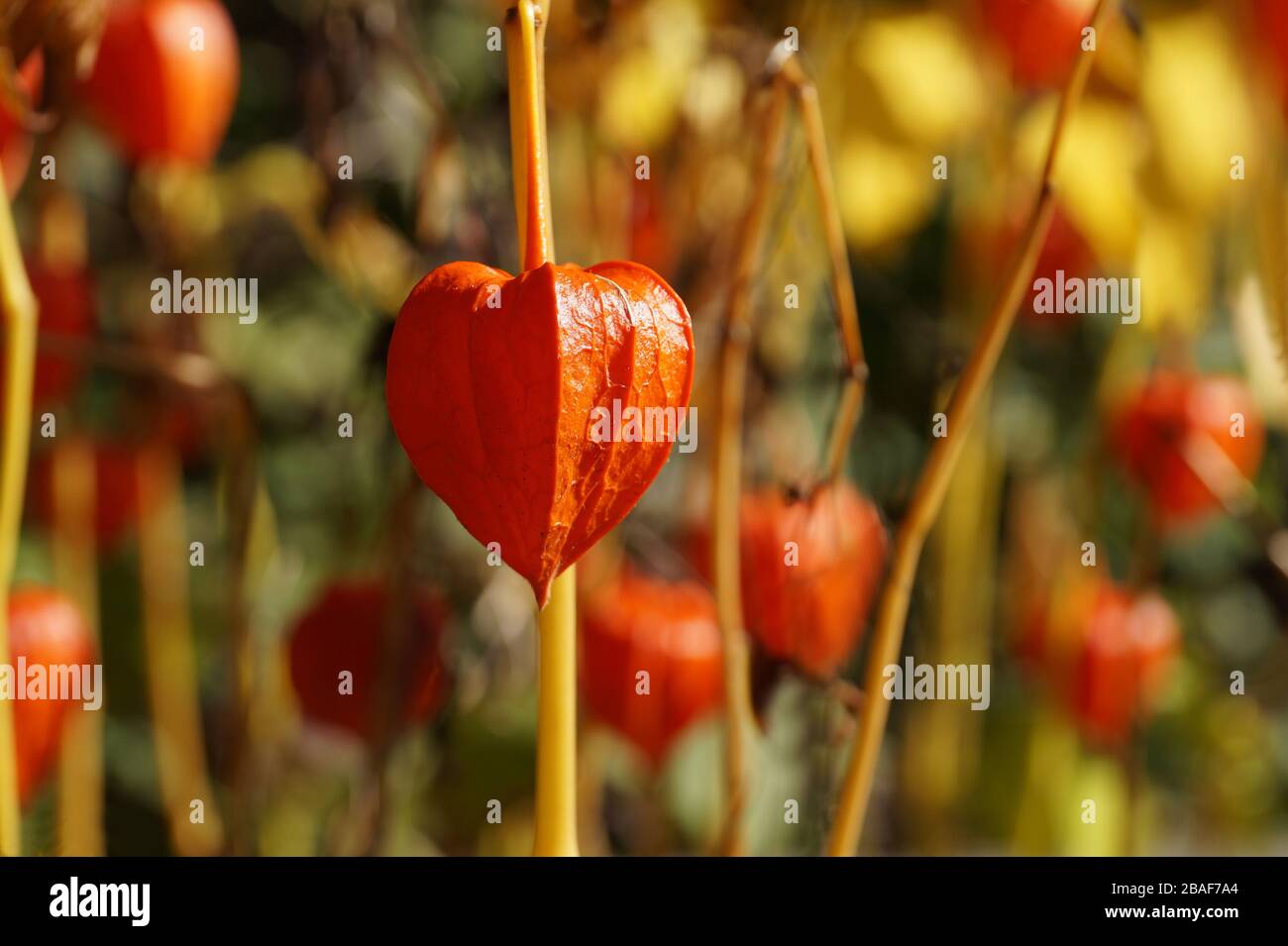 https://c8.alamy.com/comp/2BAF7A4/garden-in-the-fall-physalis-alkekengi-bladder-cherry-chinese-lantern-japanese-lantern-strawberry-groundcherry-or-winter-cherry-are-the-names-o-2BAF7A4.jpg