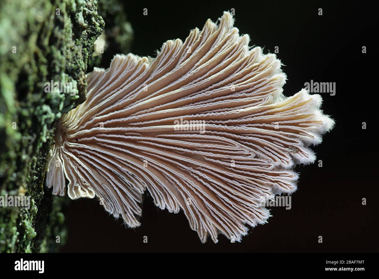 Schizophyllum commune, known as split gill or splitgill mushroom, wild