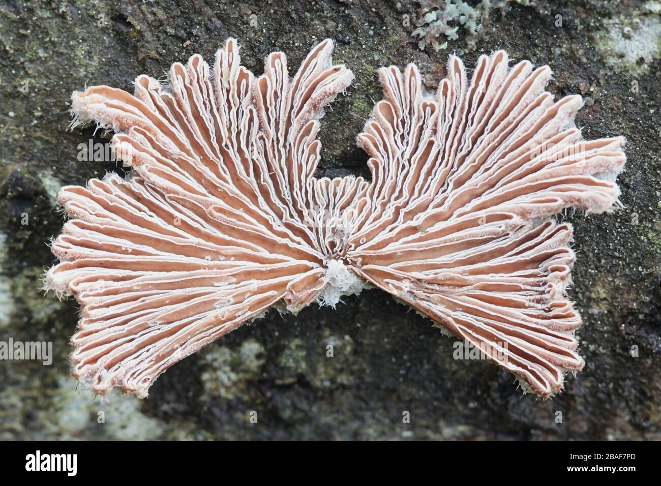 Schizophyllum commune, known as split gill or splitgill mushroom, wild