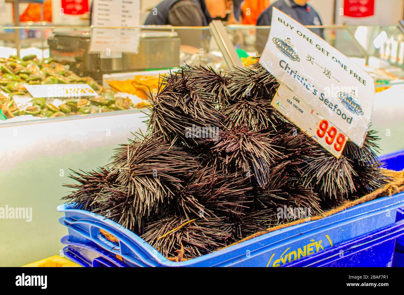 Live black sea urchin for sale at Christie's Seafoods, Sydney Fish Market Stock Photo
