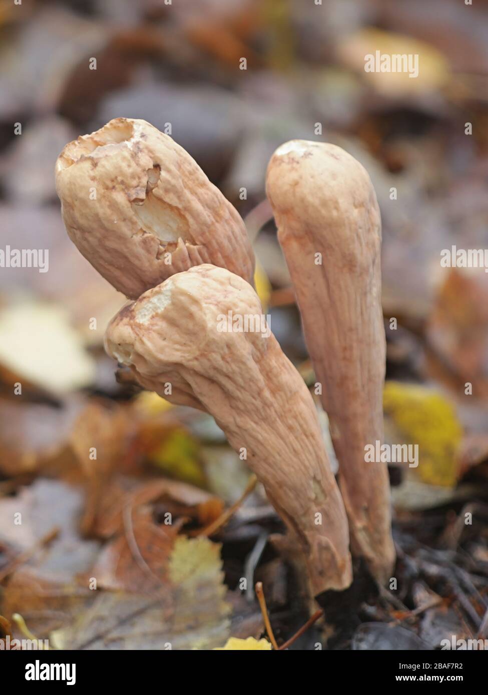 Clavariadelphus pistillaris, known as Giant Club fungus, growing wild in Finland Stock Photo