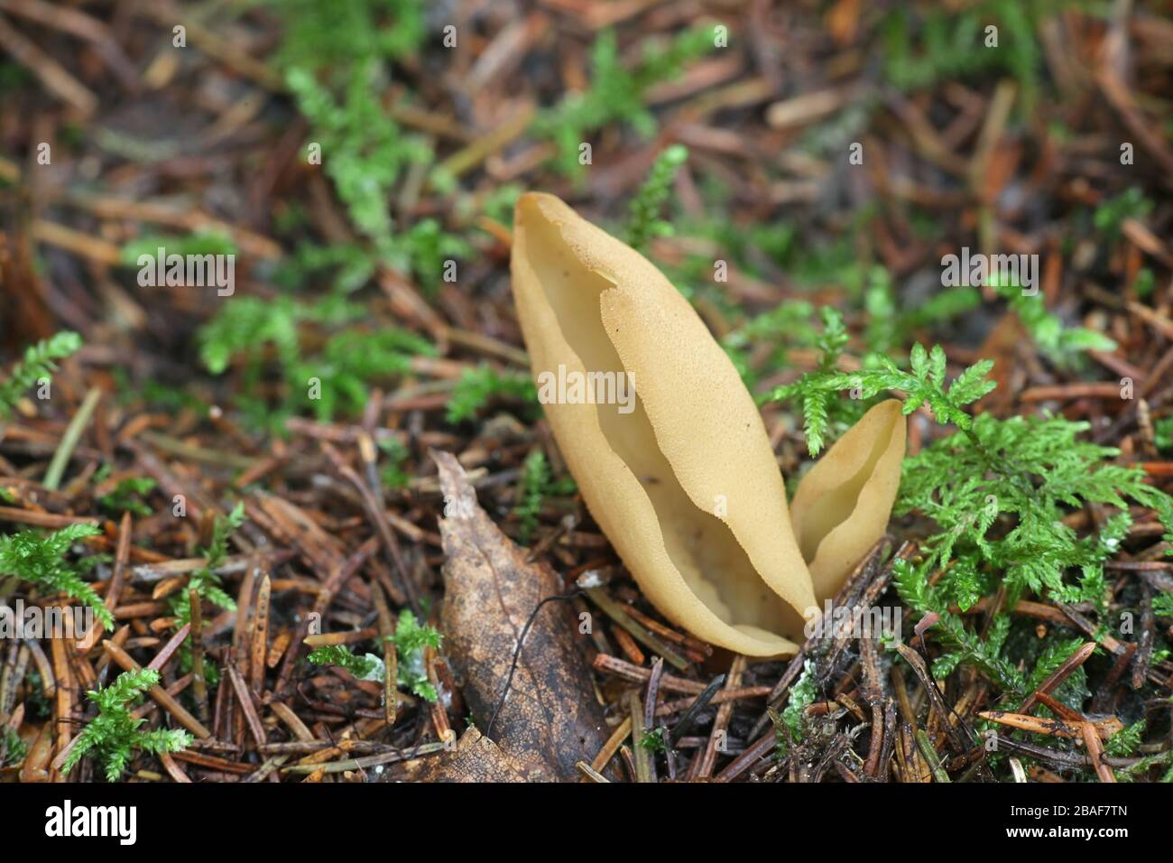 Otidea tuomikoskii, known as a Split goblet or rabbit ear fungus, growing wild in Finland Stock Photo