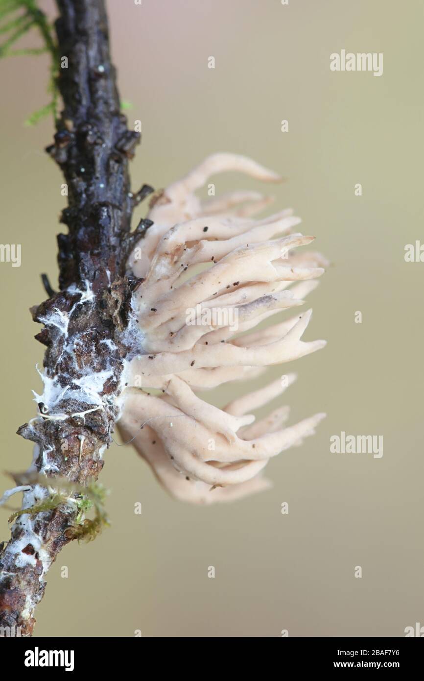 Lentaria byssiseda, coral fungus from Finland Stock Photo