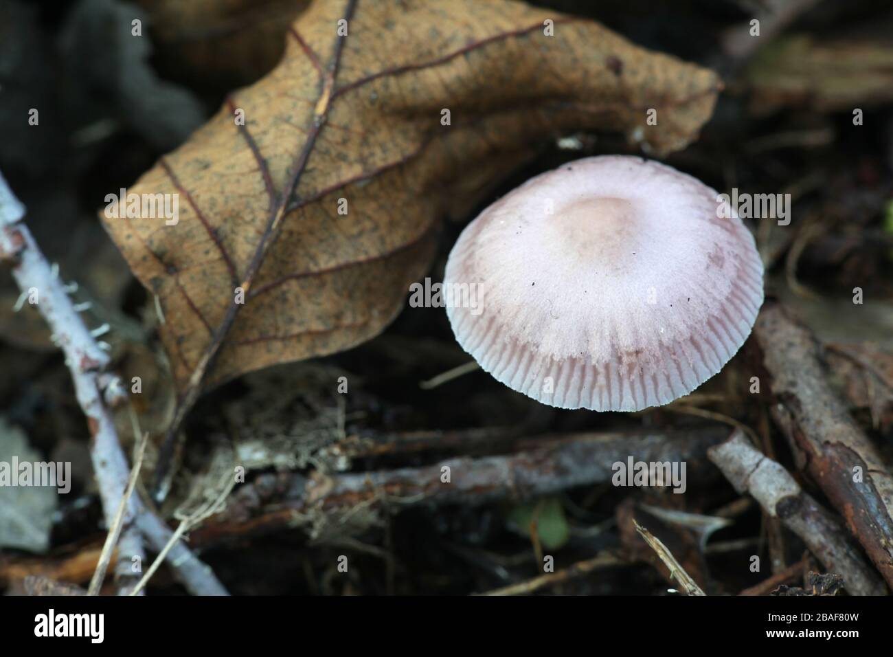 Inocybe lilacina, known as Lilac Fibercap, wild poisonous mushrooms ...
