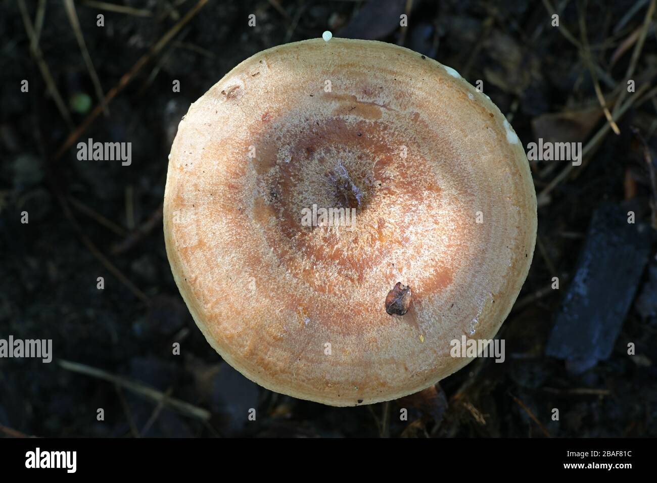 Lactarius pyrogalus, known as fire-milk lactarius or fiery milkcap, wild mushrooms from Finland Stock Photo